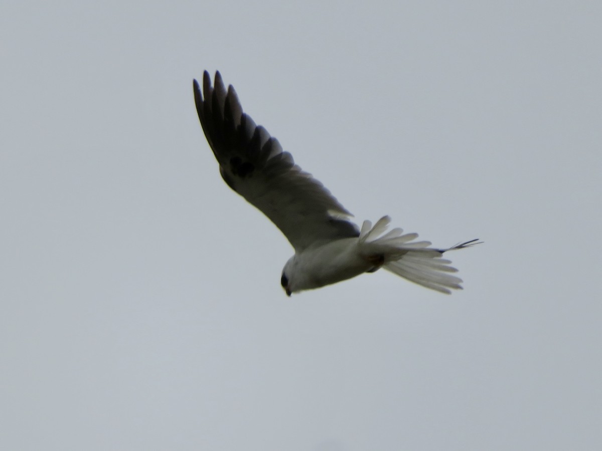 White-tailed Kite - ML638973429