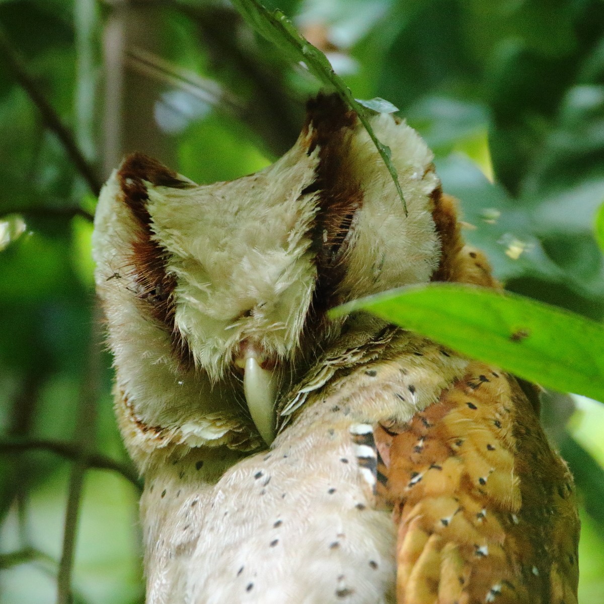 Sri Lanka Bay-Owl - ML638973447