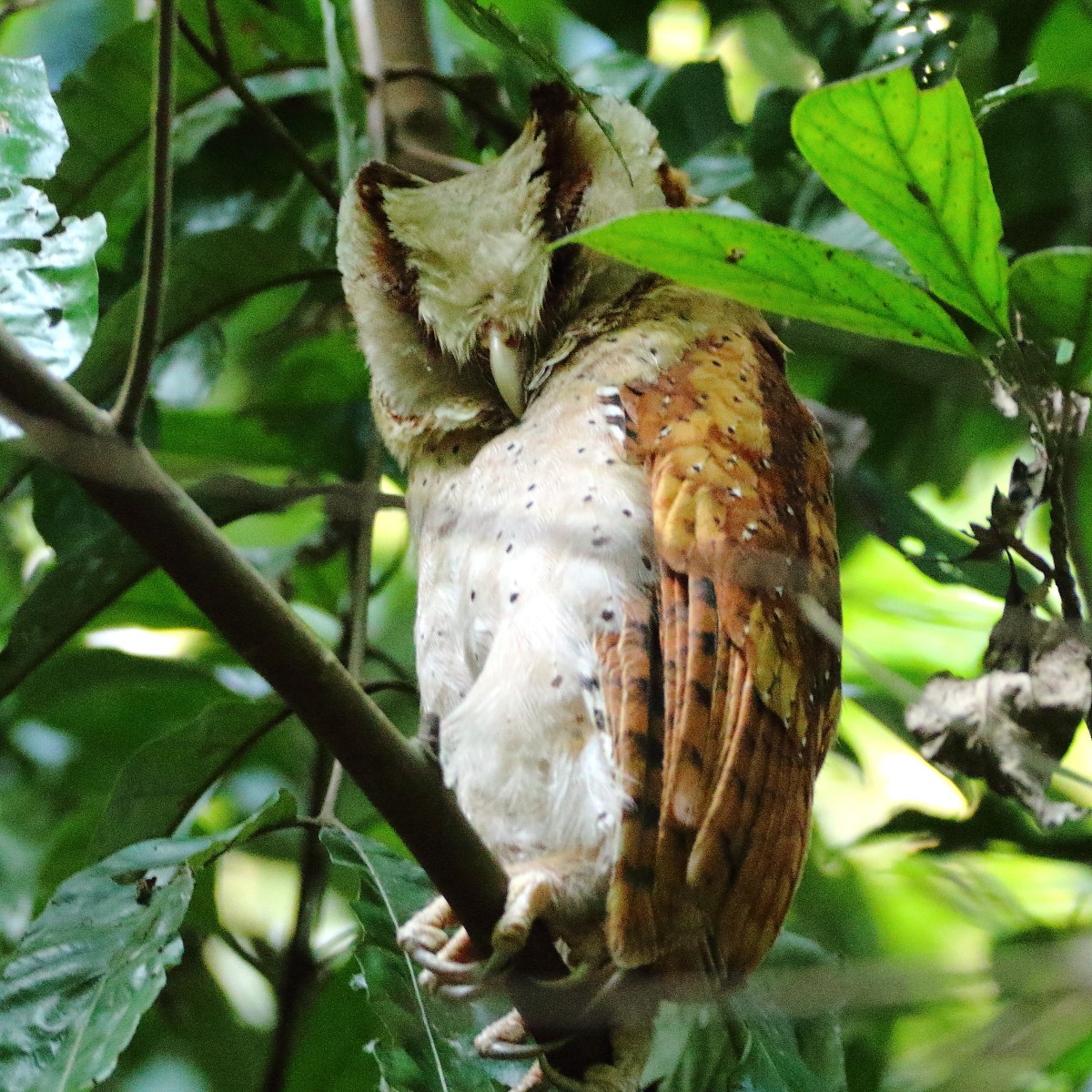 Sri Lanka Bay-Owl - ML638973461