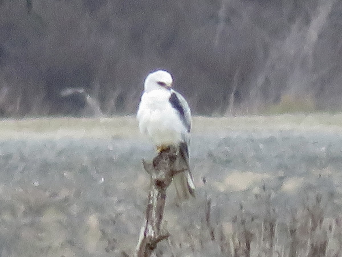 White-tailed Kite - ML638973462