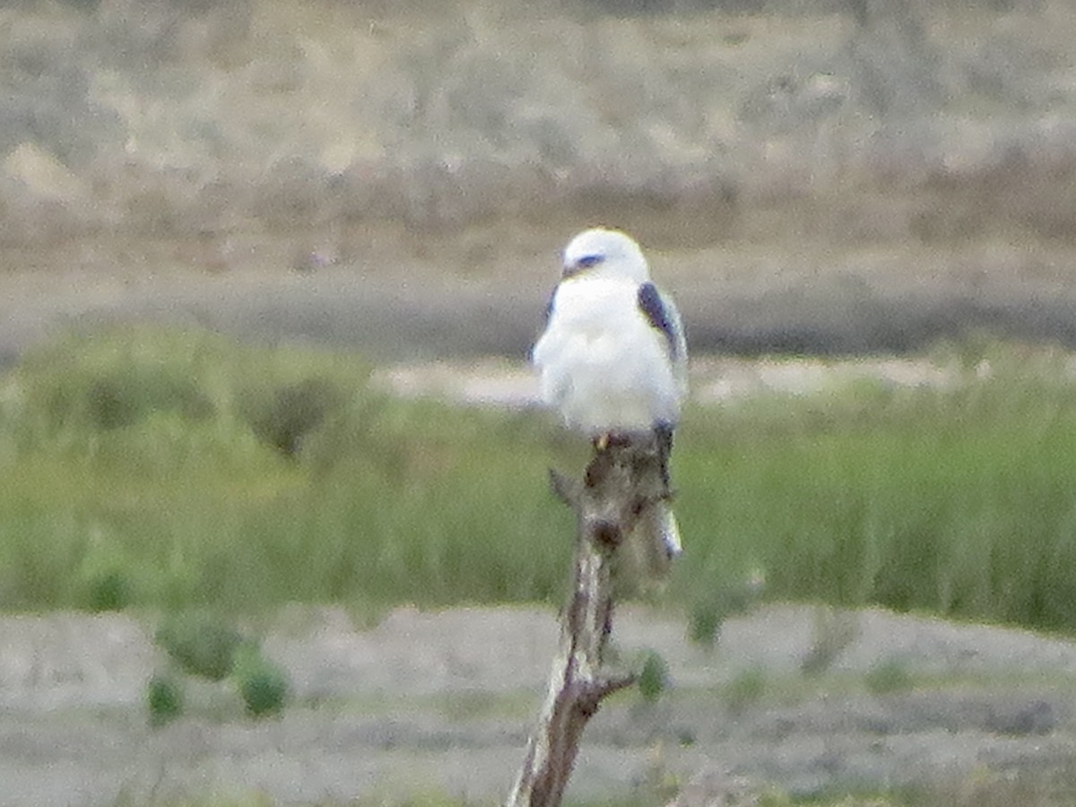 White-tailed Kite - ML638973463