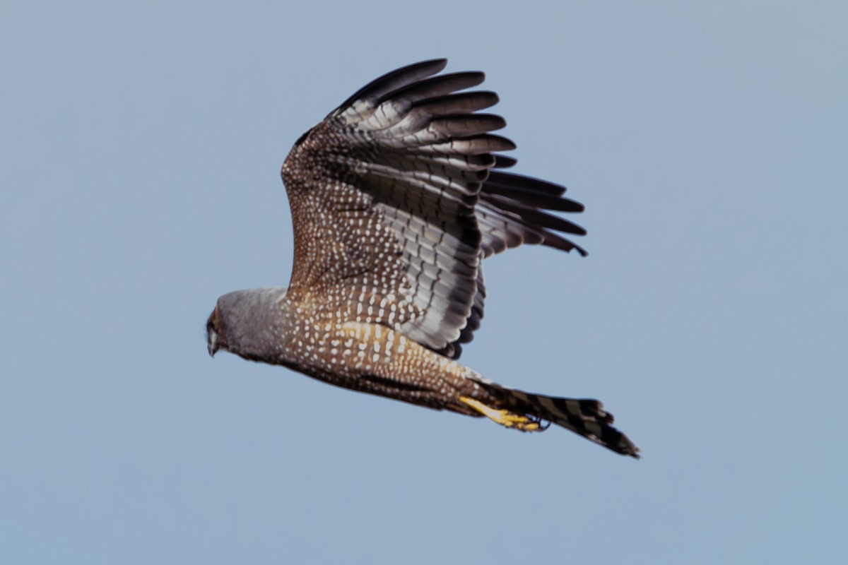 Aguilucho Moteado - ML638973497