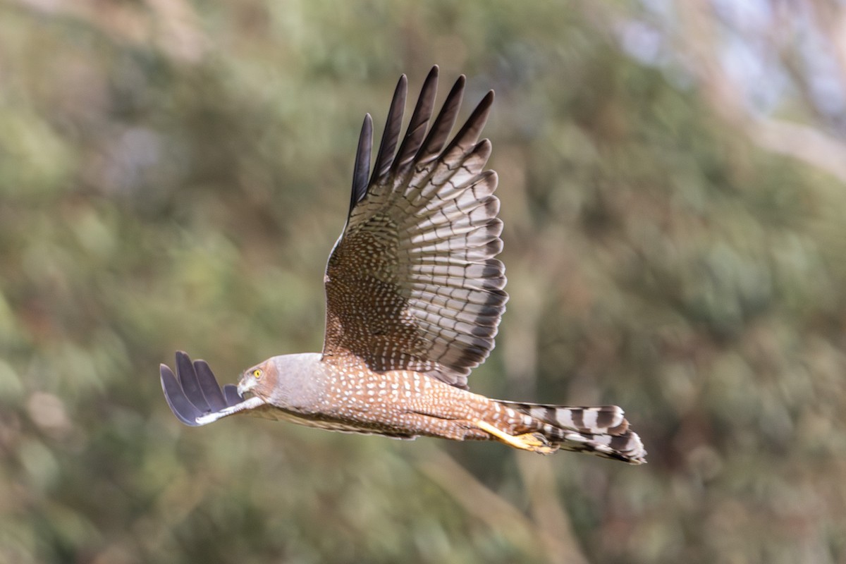 Aguilucho Moteado - ML638973498