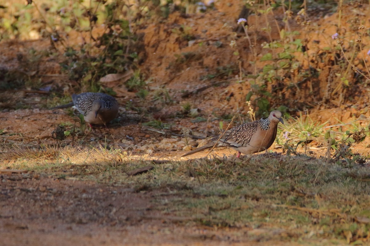 珠頸斑鳩 - ML638973504