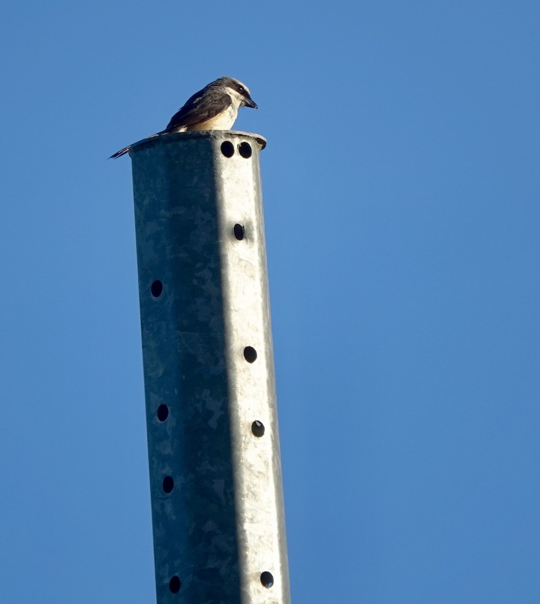 Mountain Shrike - ML638973517