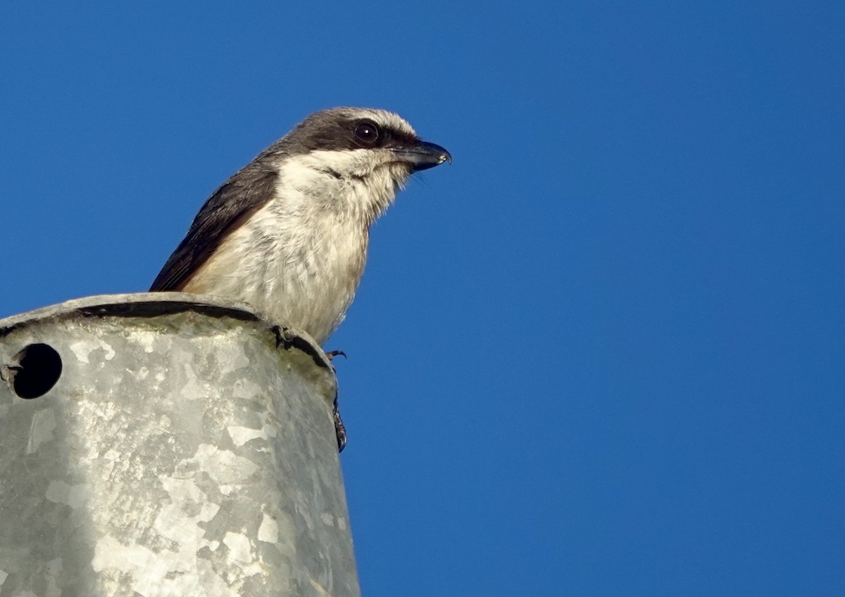 Mountain Shrike - ML638973518
