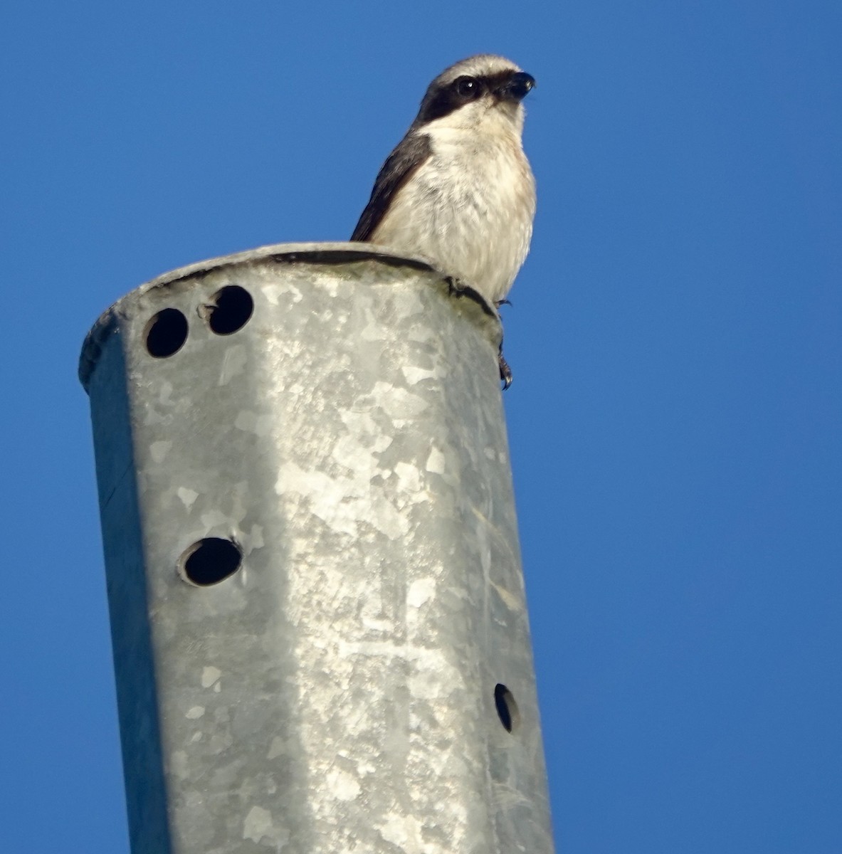 Mountain Shrike - ML638973519