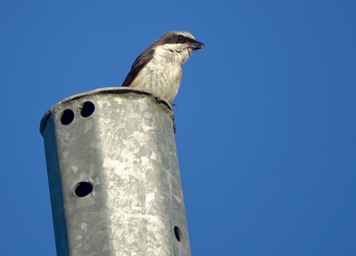 Mountain Shrike - ML638973520