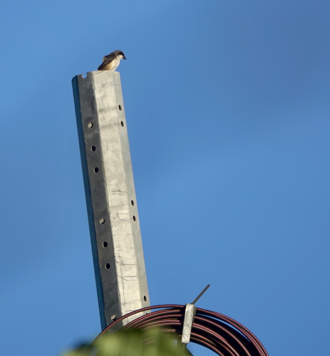 Mountain Shrike - ML638973521