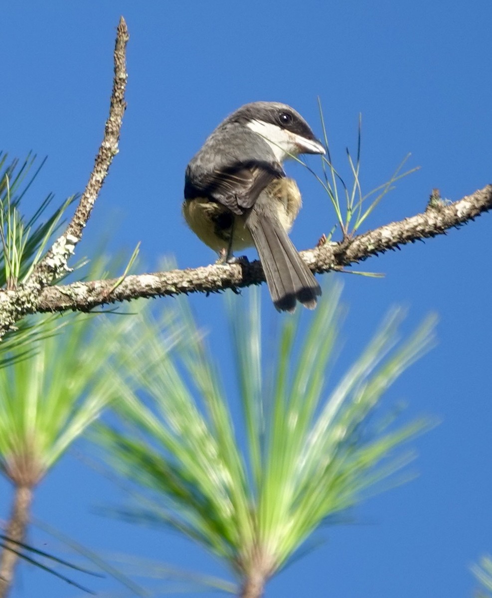 Mountain Shrike - ML638973524