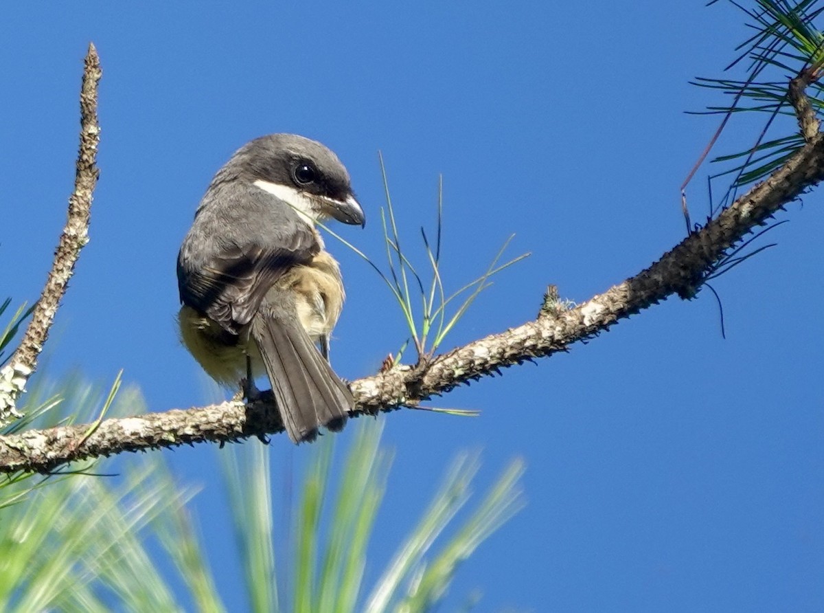 Mountain Shrike - ML638973525