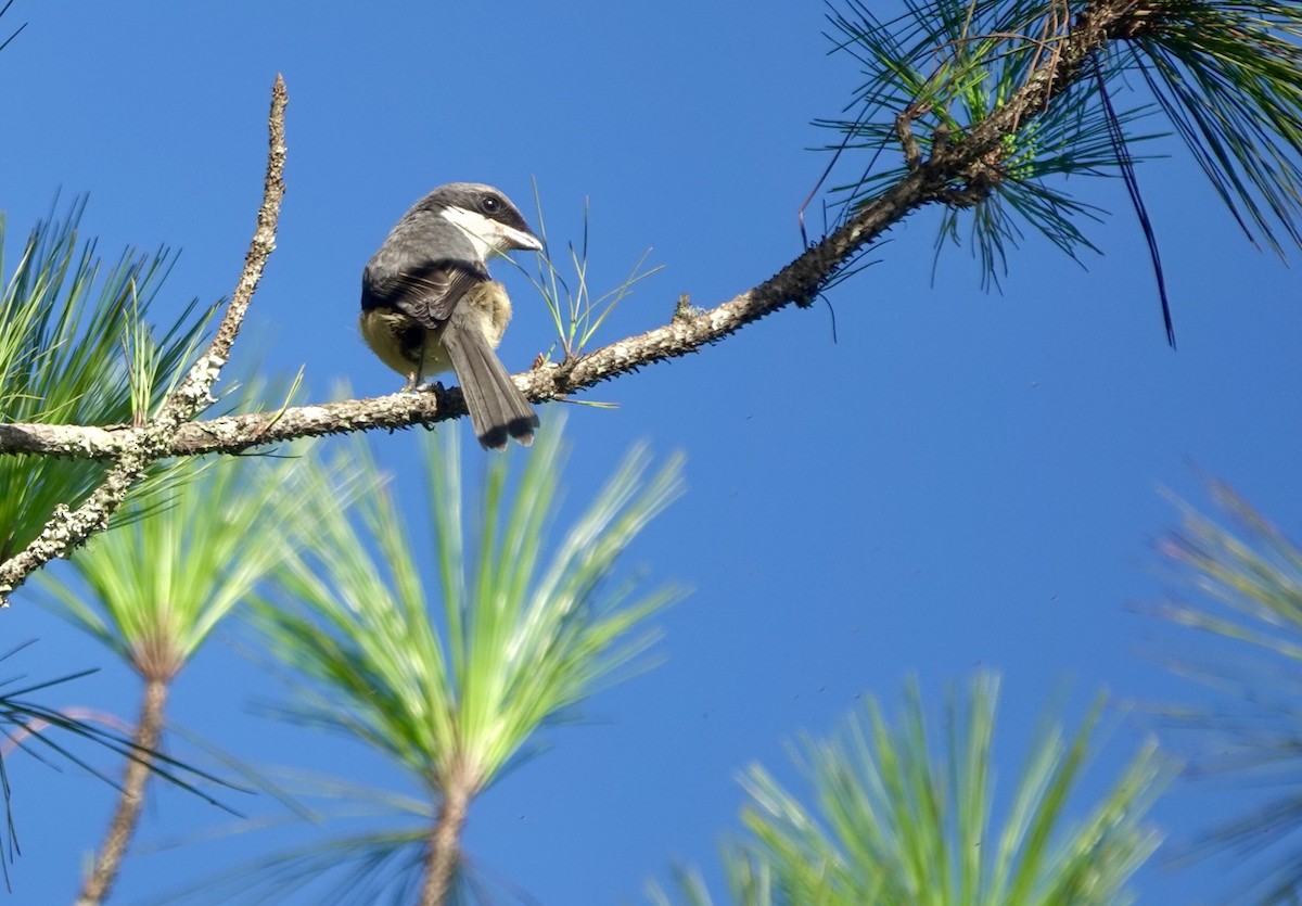 Mountain Shrike - ML638973526