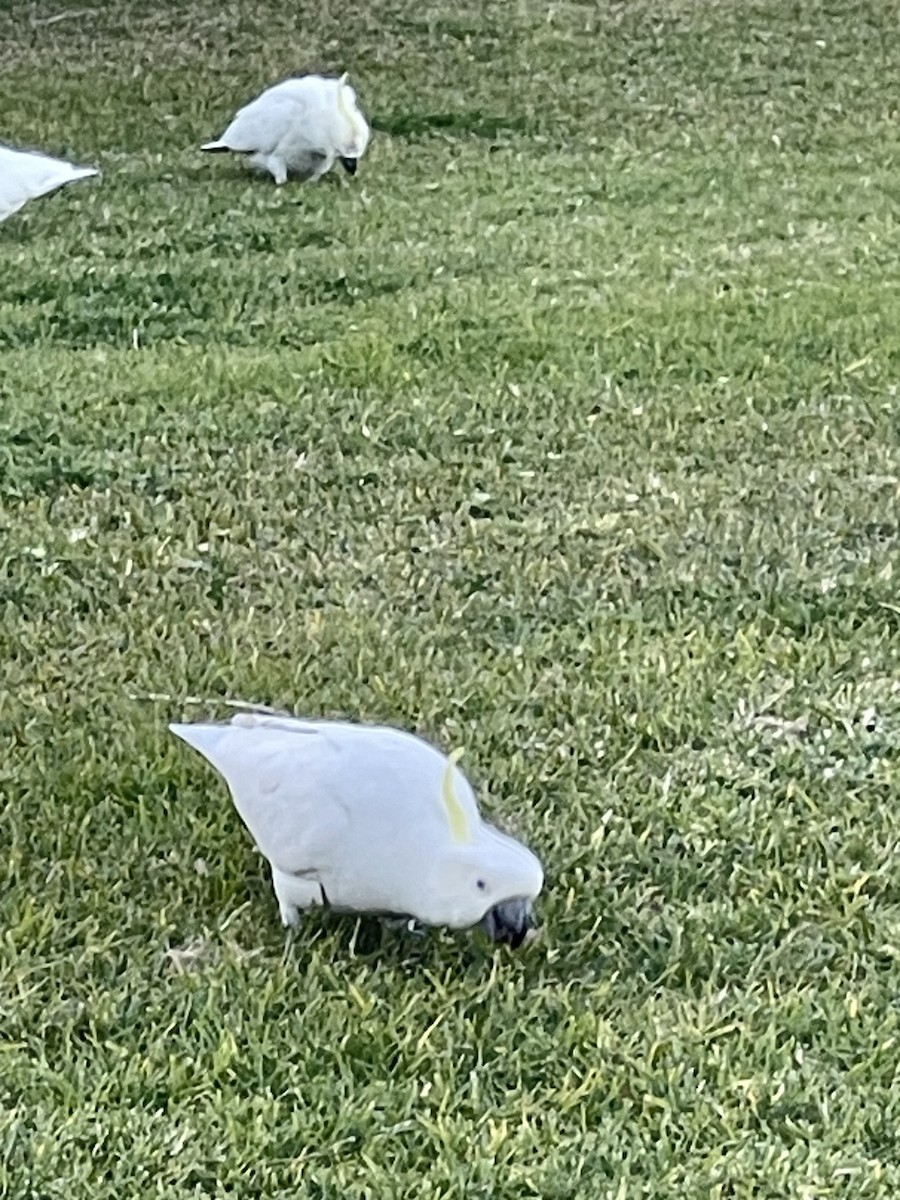 Sulphur-crested Cockatoo - ML638973529