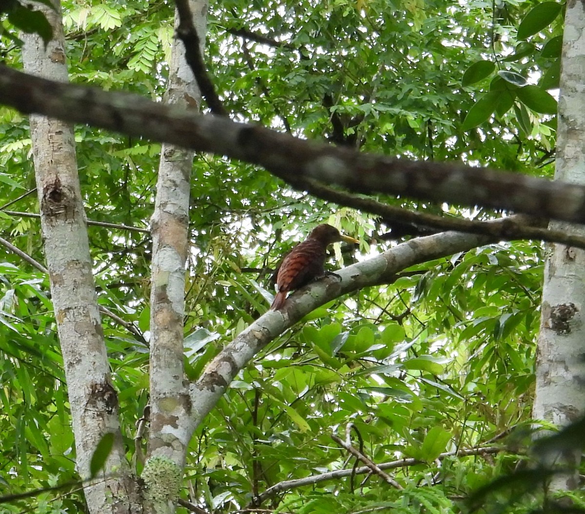 Bay Woodpecker - ML638973583