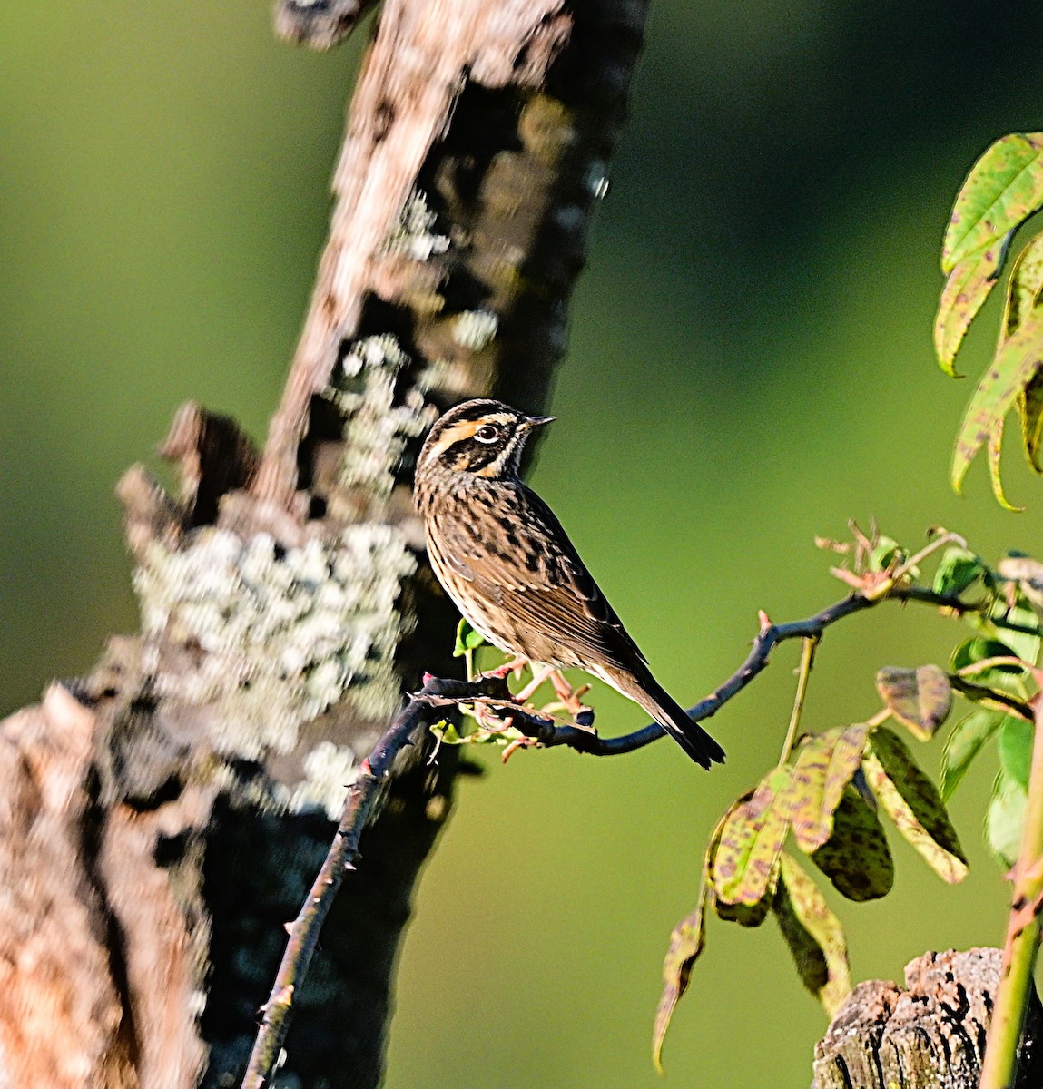 Rufous-breasted Accentor - ML638973599