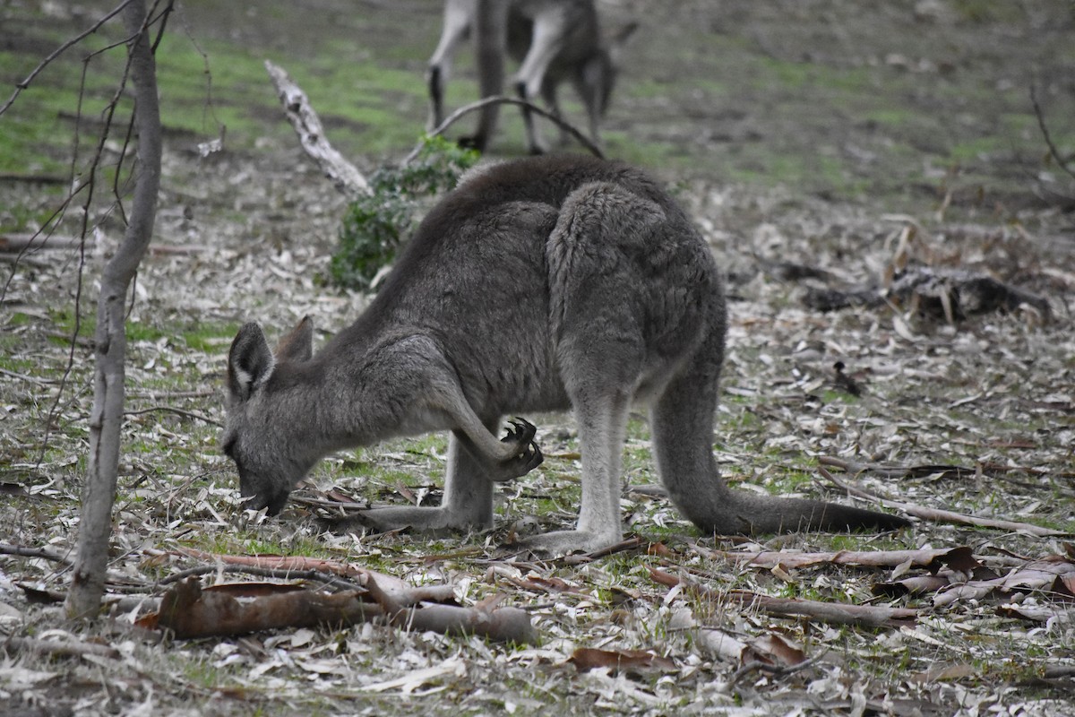 Eastern Grey Kangaroo - ML638973603