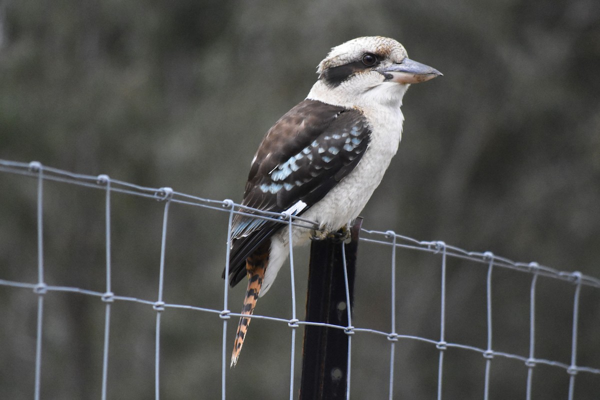 Laughing Kookaburra - ML638973605