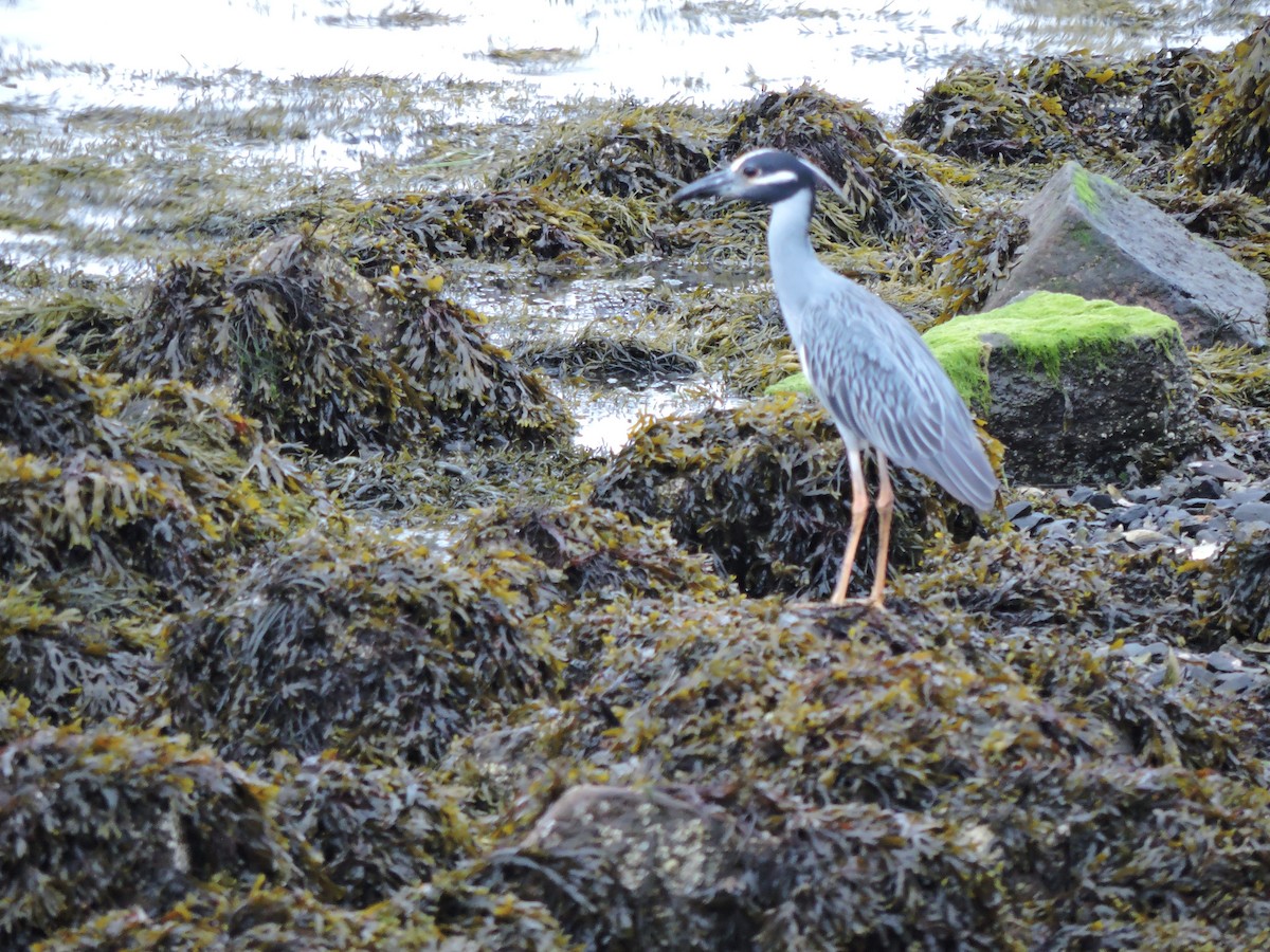 Yellow-crowned Night Heron - ML638973641