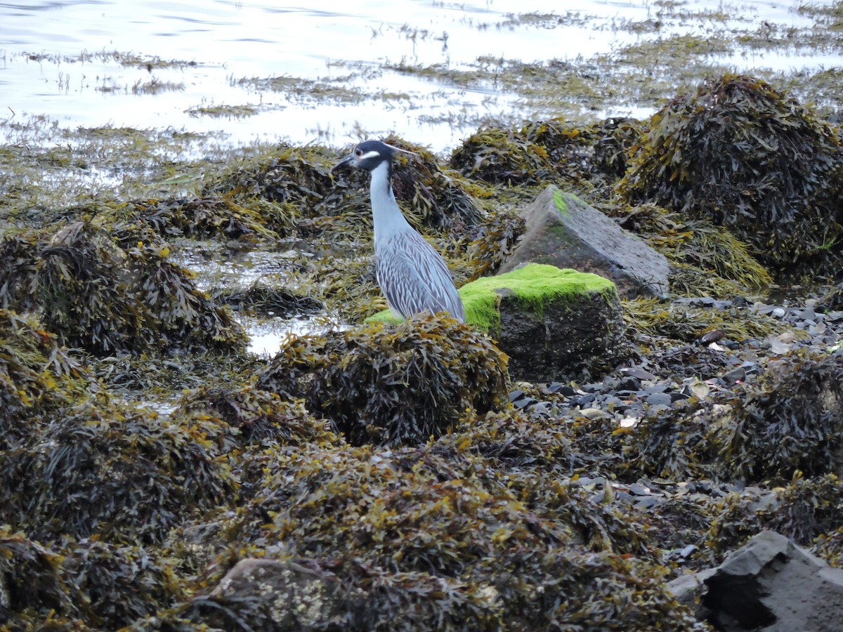 Yellow-crowned Night Heron - ML638973642