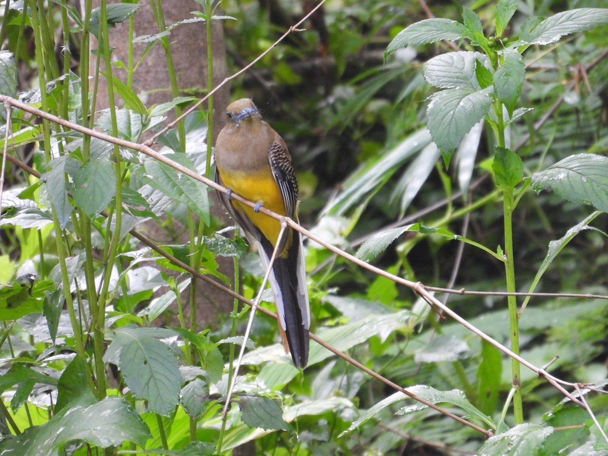 Orange-breasted Trogon (Spice) - ML638973648