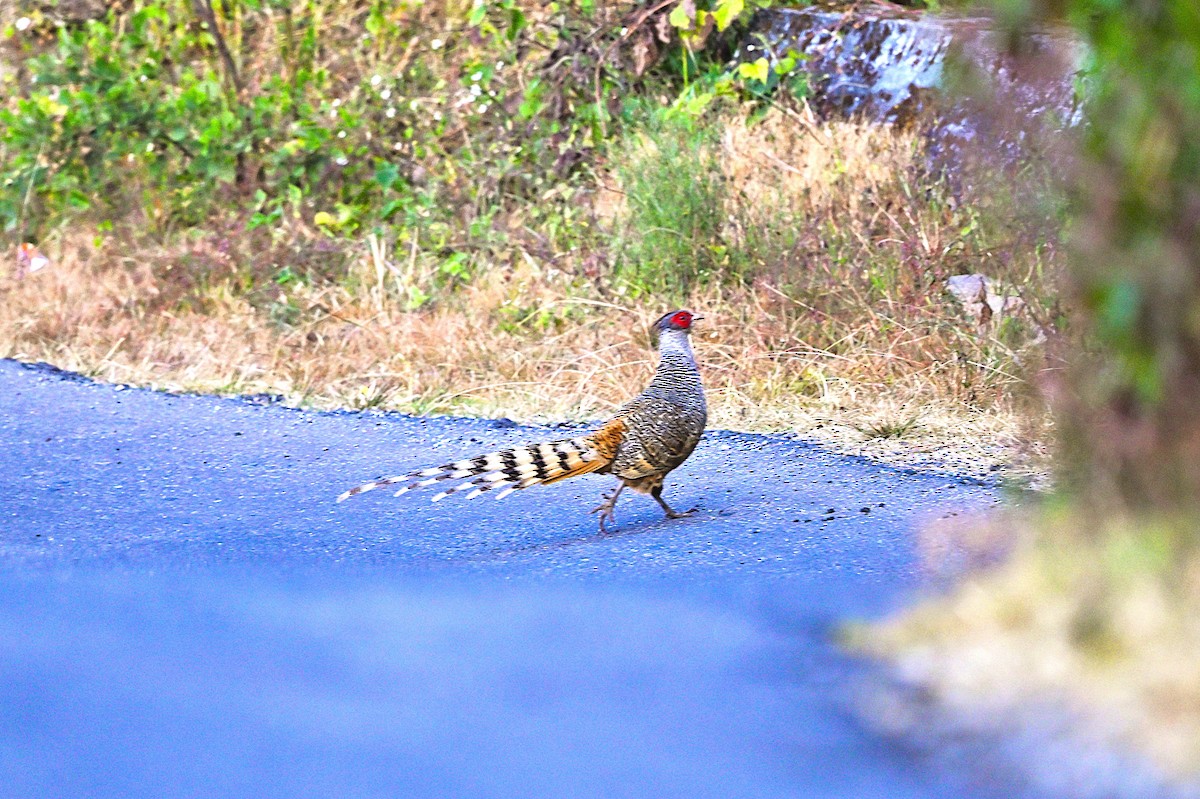 Cheer Pheasant - ML638973674