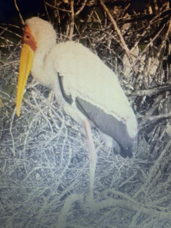 Yellow-billed Stork - ML638973676