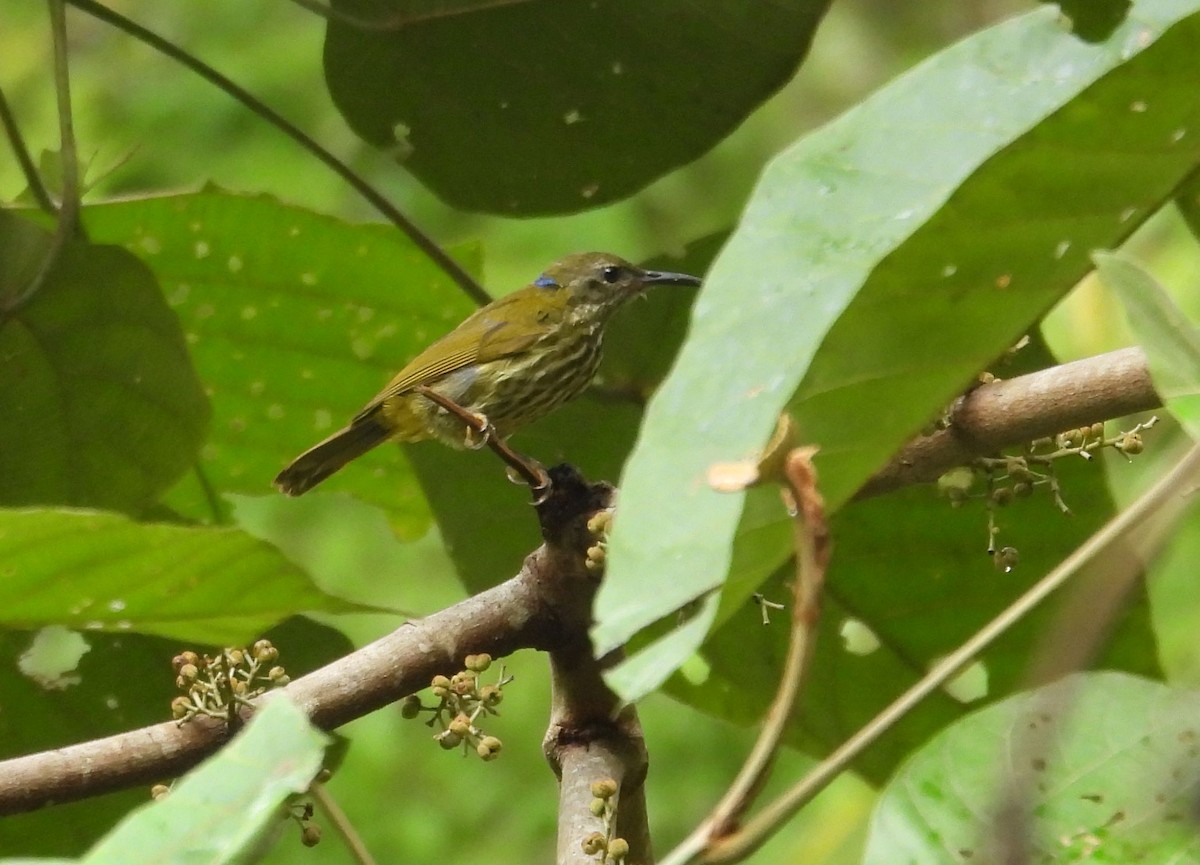 Purple-naped Spiderhunter - ML638973678