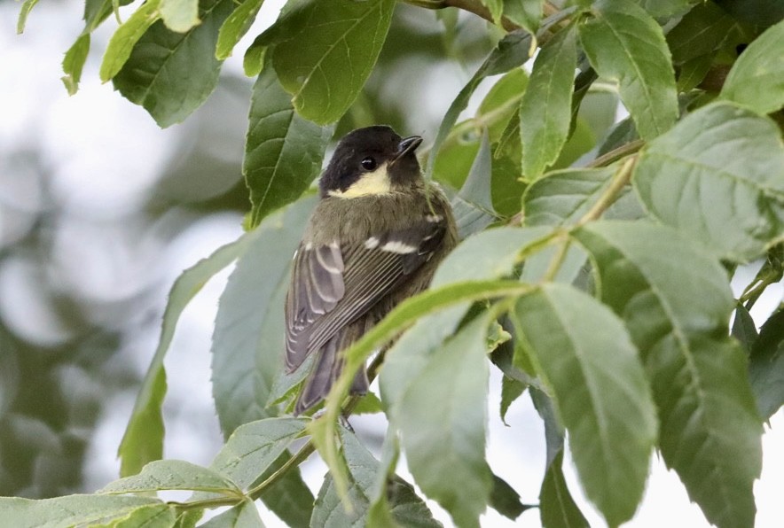 Coal Tit - ML638973692