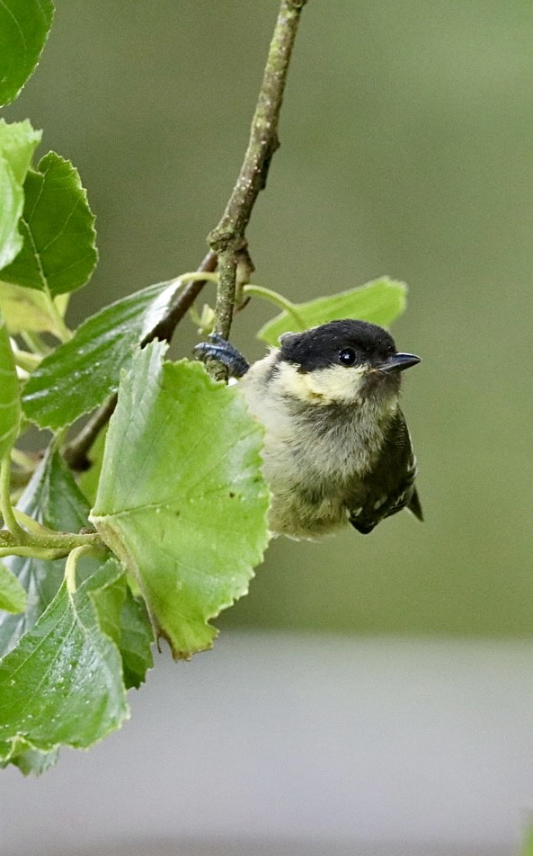 Coal Tit - ML638973693