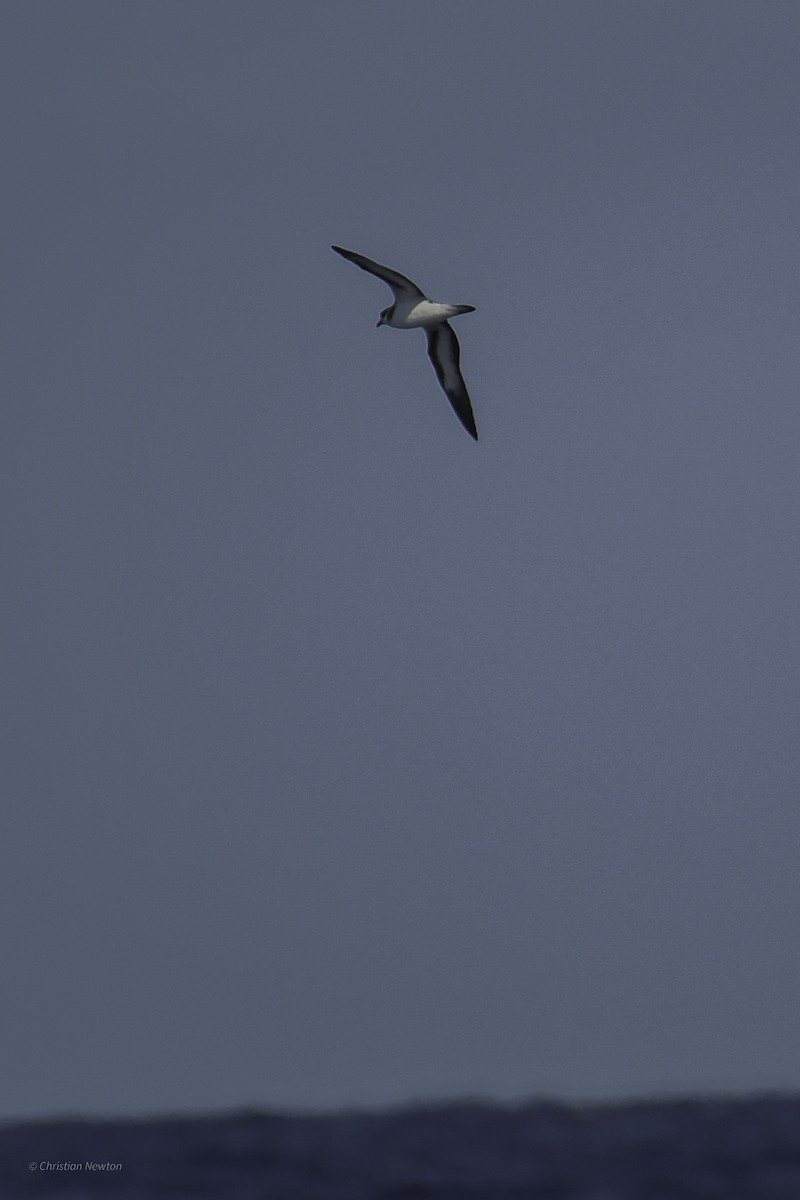 Black-capped Petrel - ML638973694