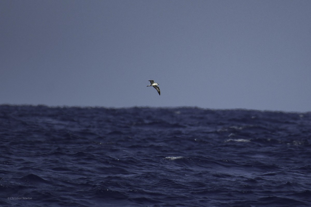 Black-capped Petrel - ML638973699