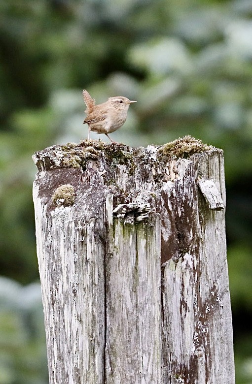 Eurasian Wren - ML638973707