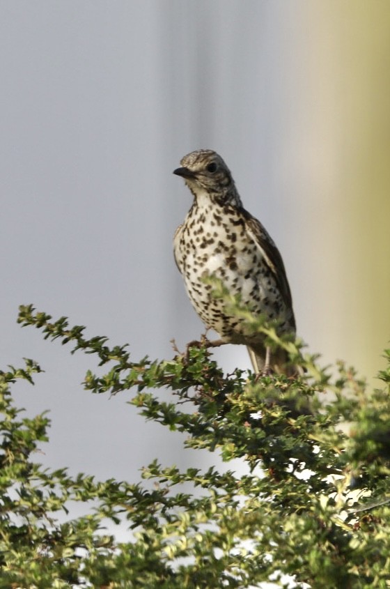 Song Thrush - ML638973709