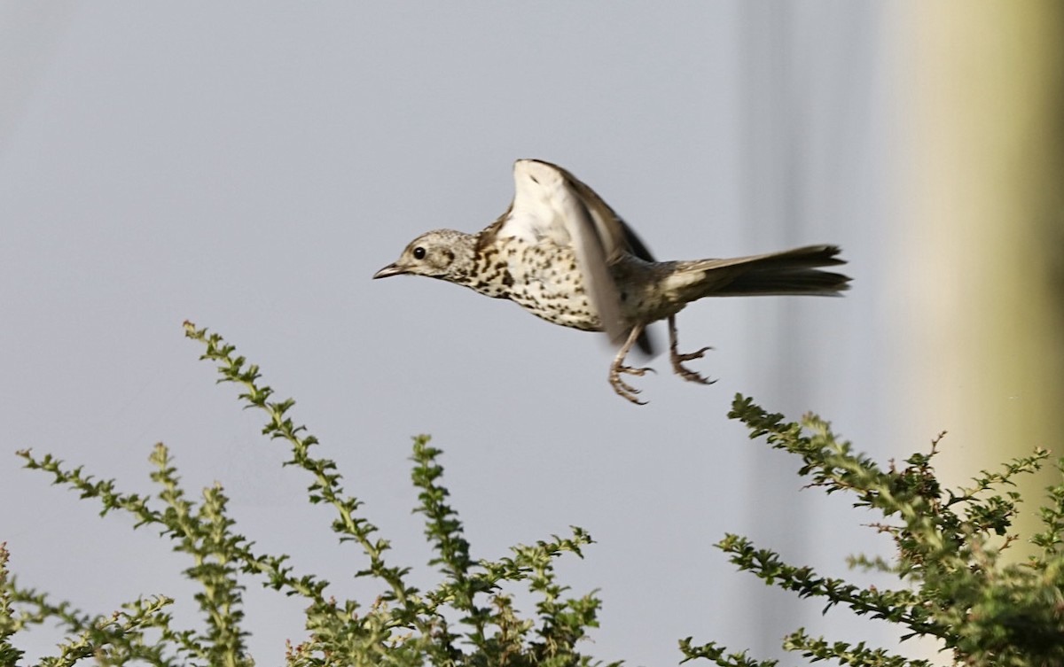 Song Thrush - ML638973710