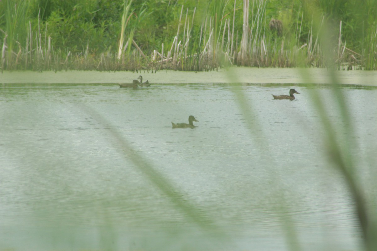 Халбага нугас - ML638973711