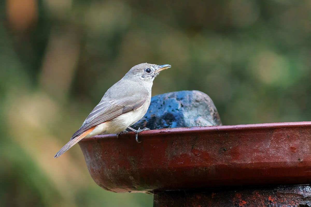 Rusty-tailed Flycatcher - ML638973715