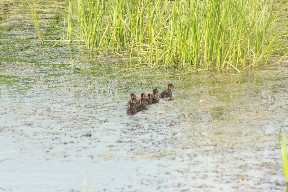 Зэрлэг нугас - ML638973716