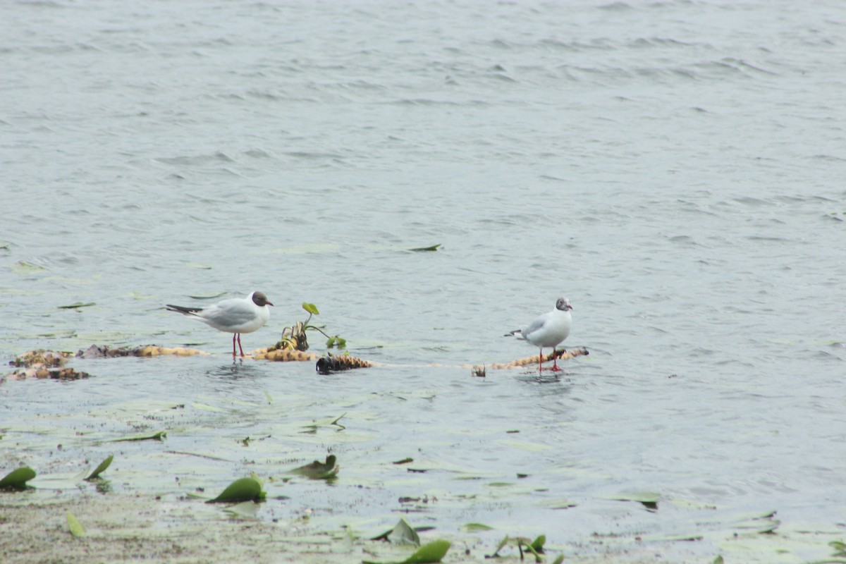 Хүрэн толгойт цахлай - ML638973721