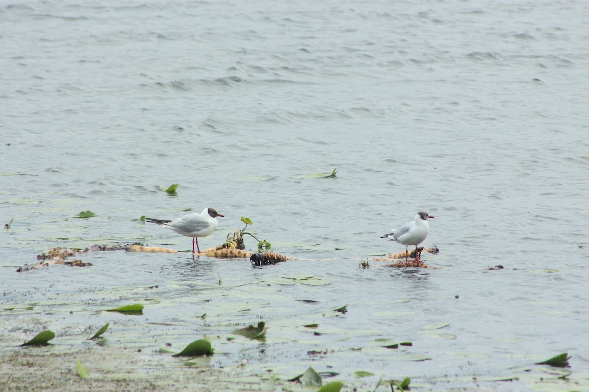 Хүрэн толгойт цахлай - ML638973722