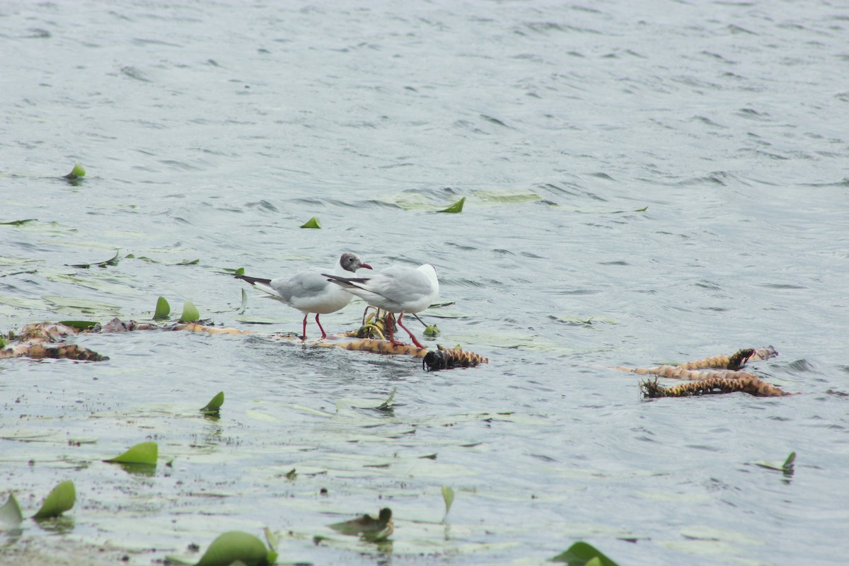 Хүрэн толгойт цахлай - ML638973724