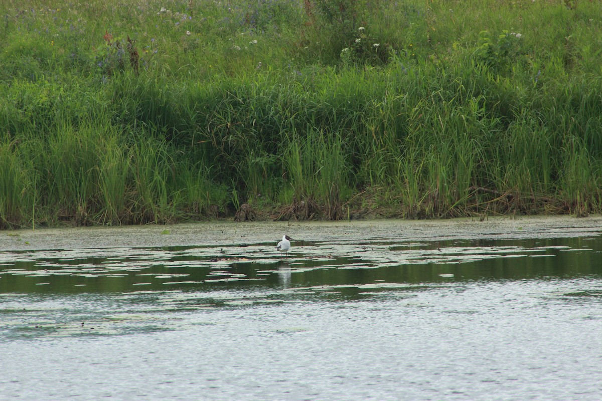 Хүрэн толгойт цахлай - ML638973725