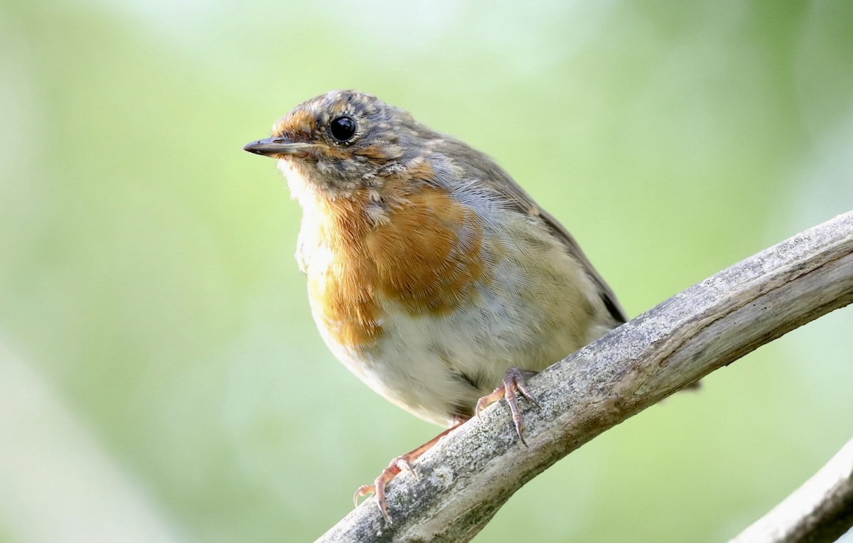 European Robin - ML638973726