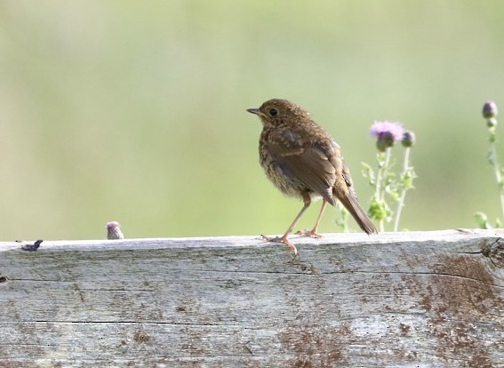 European Robin - ML638973727