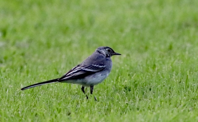 White Wagtail - ML638973729