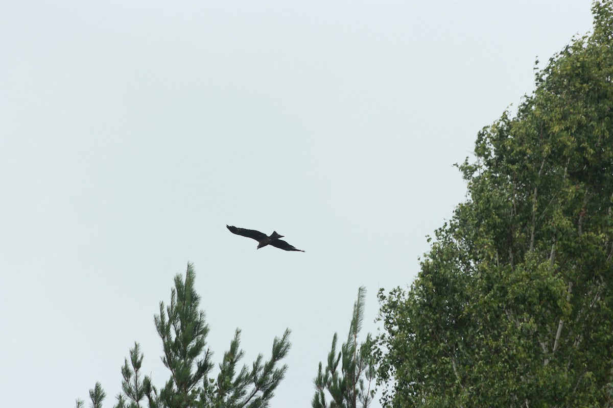 Сохор элээ - ML638973731