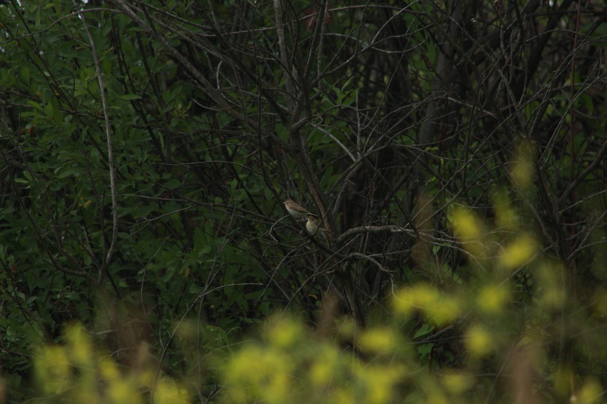 Бутны охил бялзуухай - ML638973739