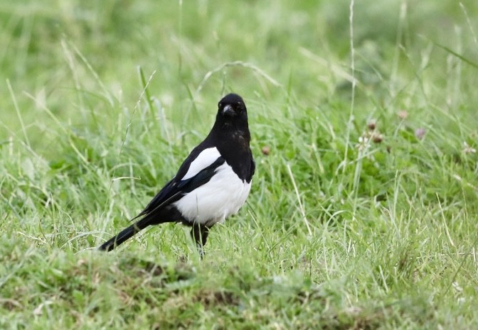 Eurasian Magpie - ML638973740