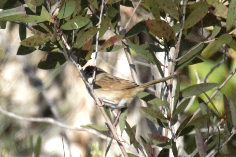Tawny Grassbird - ML638973741