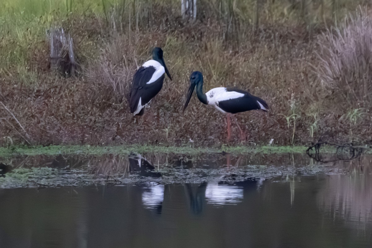 Black-necked Stork - ML638973753