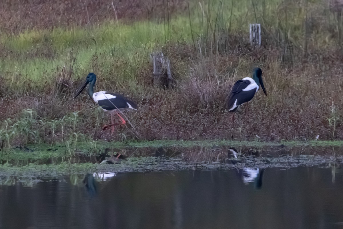 Black-necked Stork - ML638973754